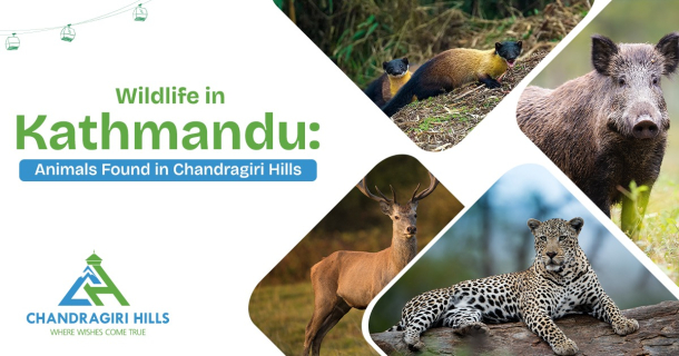 Wildlife at Chandragiri Hills