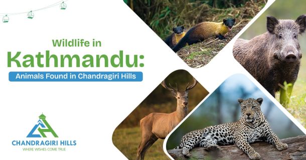 Wildlife at Chandragiri Hills